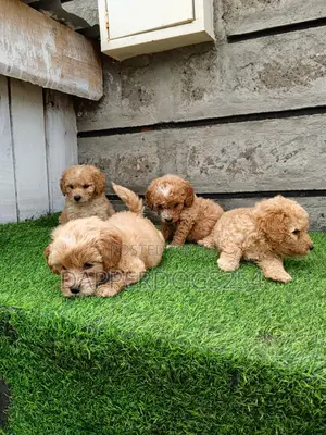 1-3 months Male Purebred Poodle