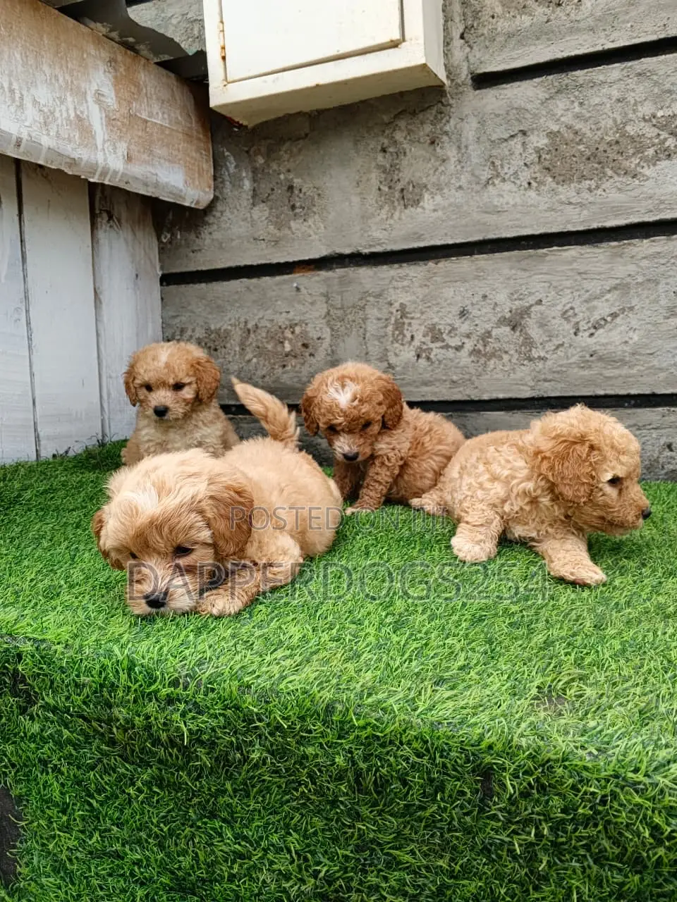1-3 months Male Purebred Poodle