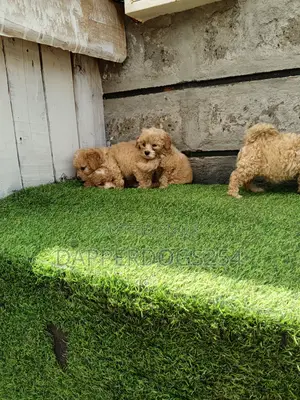 1-3 months Male Purebred Poodle