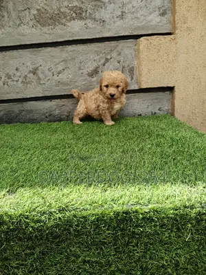 1-3 months Male Purebred Poodle