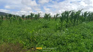 24acres Endarasha Kieni Nyeri