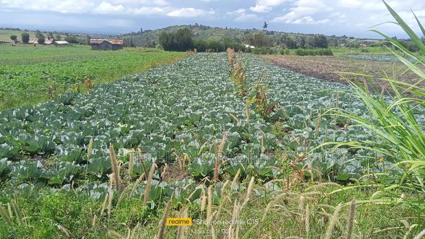 24acres Endarasha Kieni Nyeri - thumbnail 4