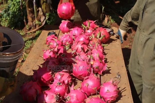 Dragon Fruits for Sale