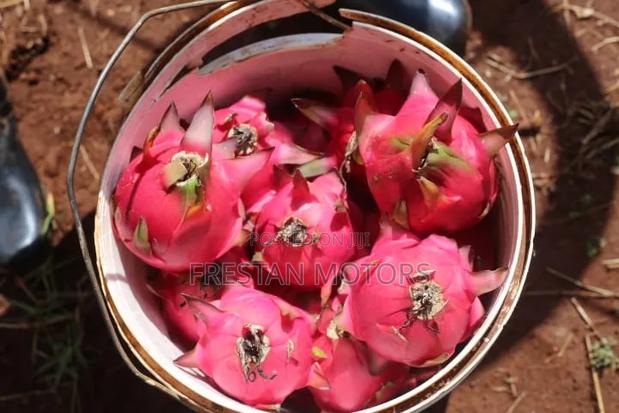 Dragon Fruits for Sale - thumbnail 2
