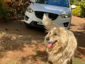 1+ year Male Purebred Golden Retriever