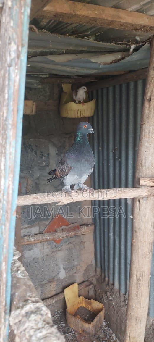 Local Birds - thumbnail 9