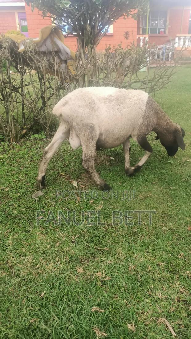 Rams on Sale - main view