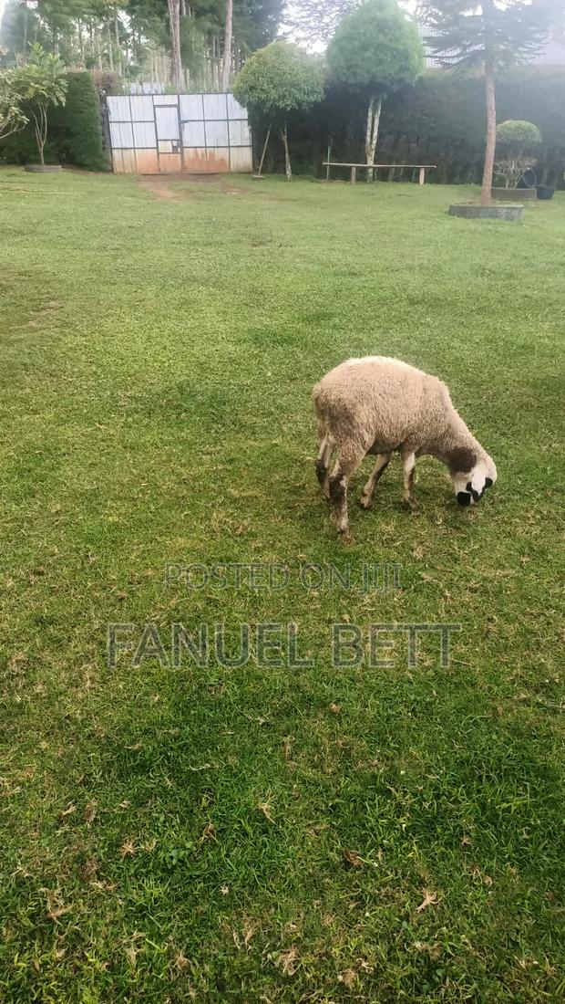 Rams on Sale - thumbnail 2