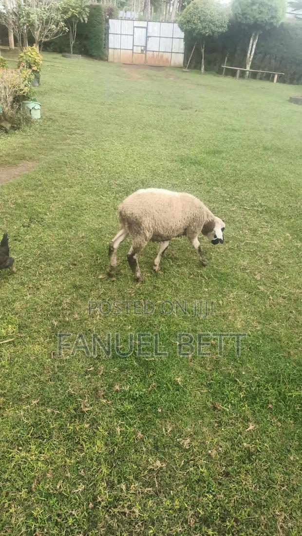 Rams on Sale - thumbnail 4
