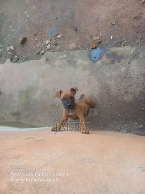 1-3 months Female Purebred Boerboel