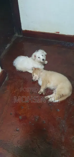 1-3 months Male Purebred Japanese Spitz