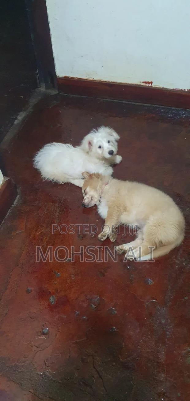 1-3 months Male Purebred Japanese Spitz