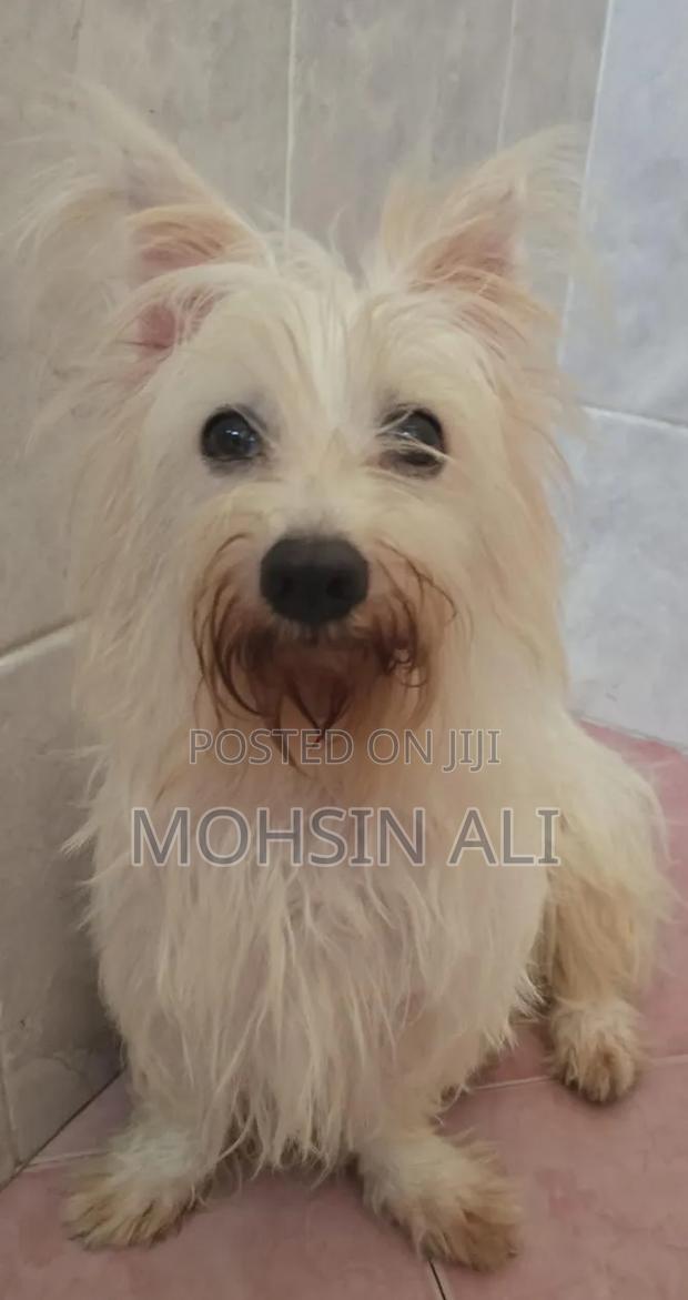 1-3 months Male Purebred Japanese Spitz - thumbnail 3