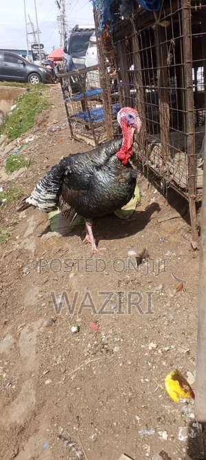 Ornamental Birds for Sell Turkeys