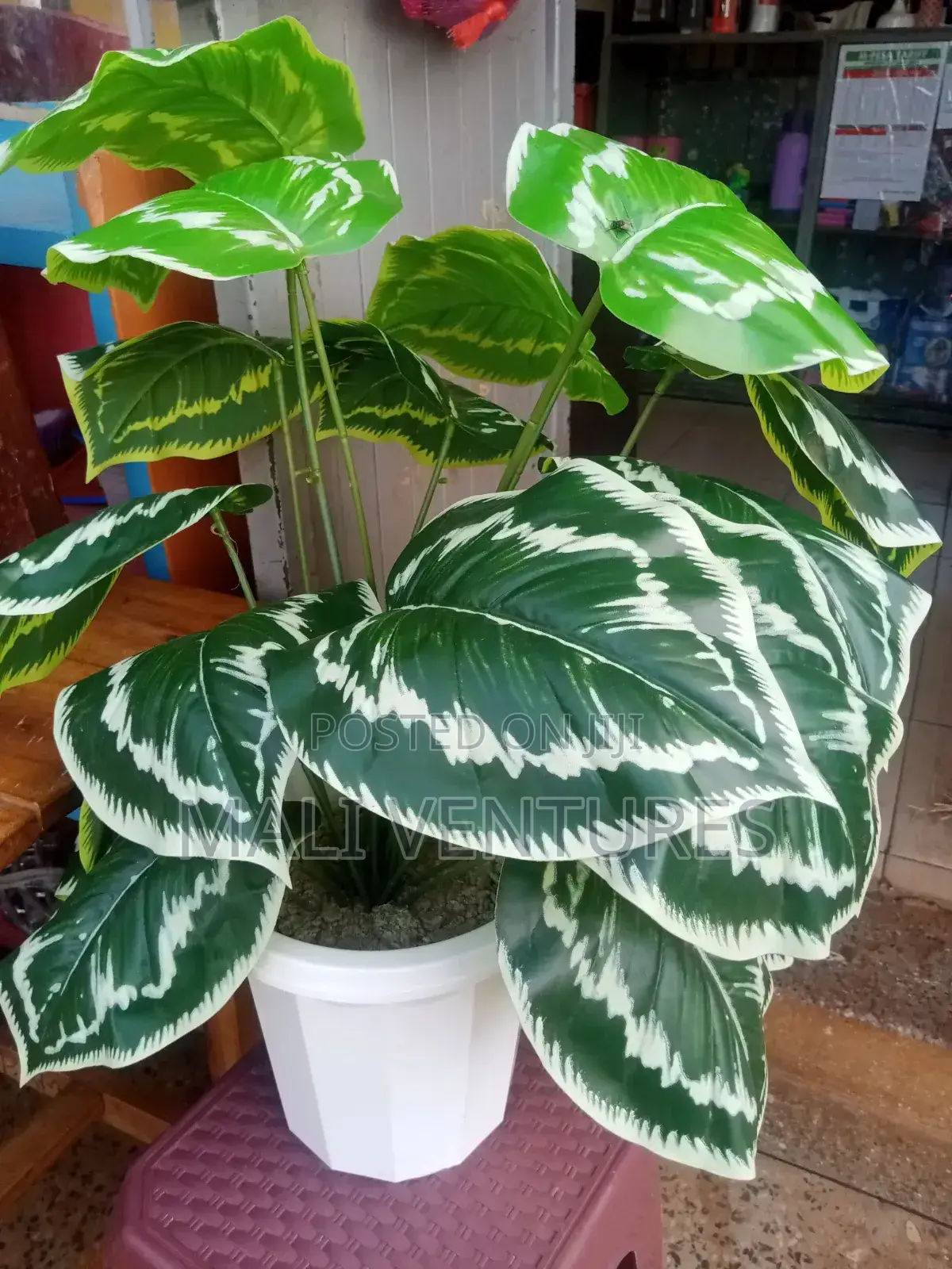 Plant With Vase Interior Decoration