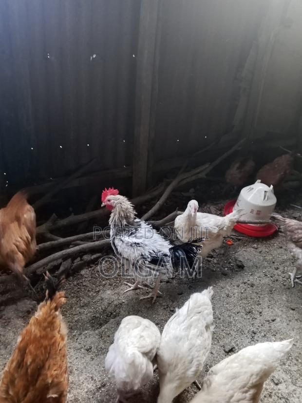 Hens for Sale