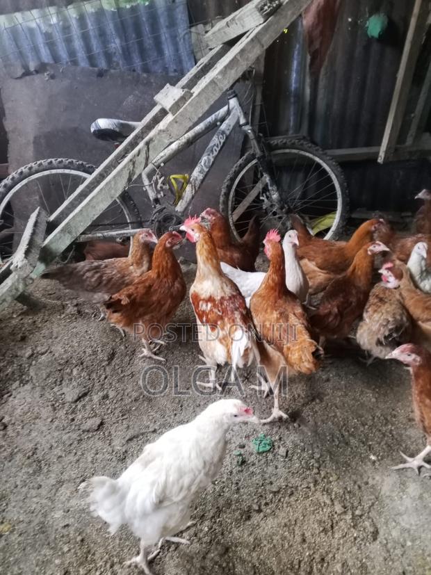 Hens for Sale - thumbnail 2