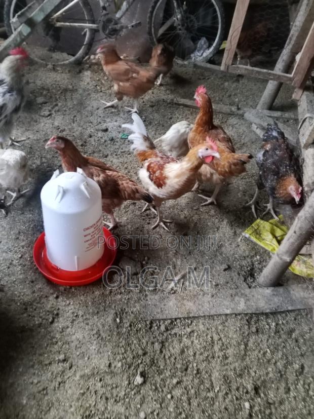 Hens for Sale - thumbnail 3