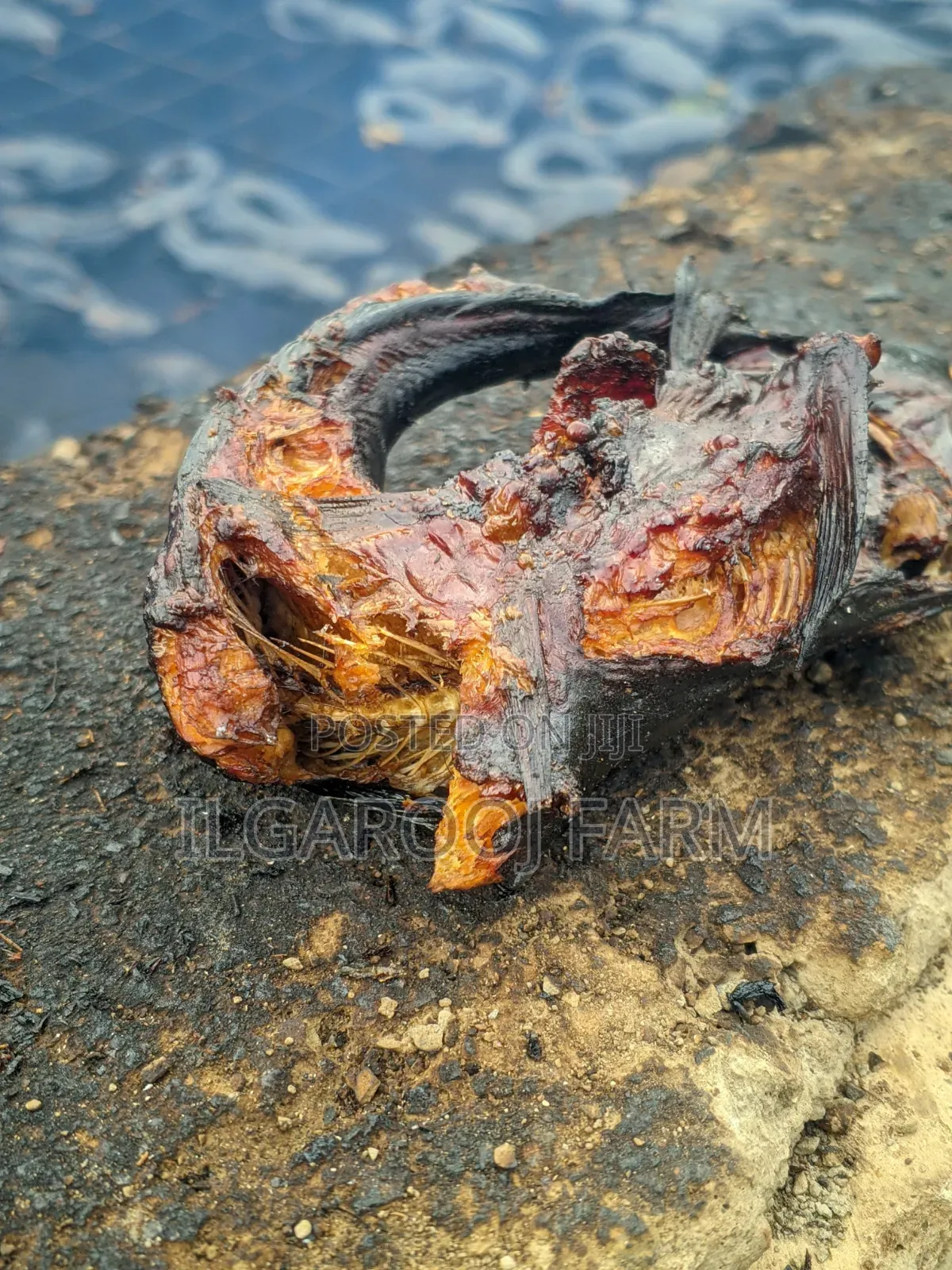 Smoked Catfish