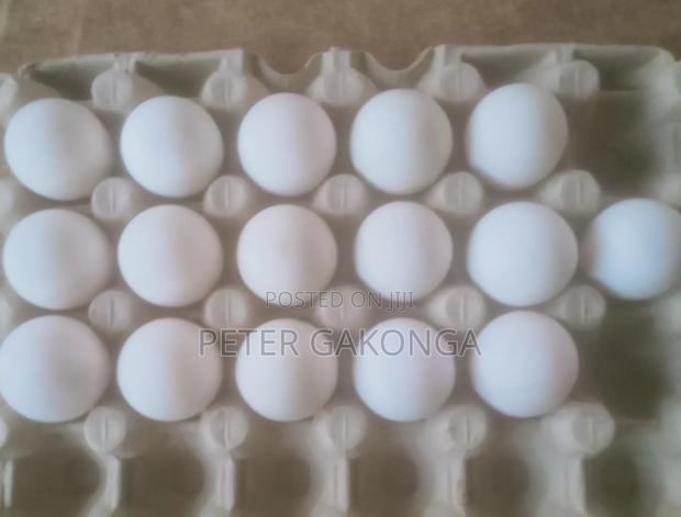 Duck Fertilized Eggs - thumbnail 2