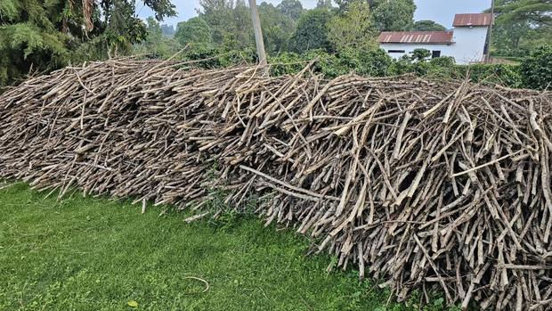 Coffee Stems for Fencing, Arts Crafts, Garden Design or Firewood