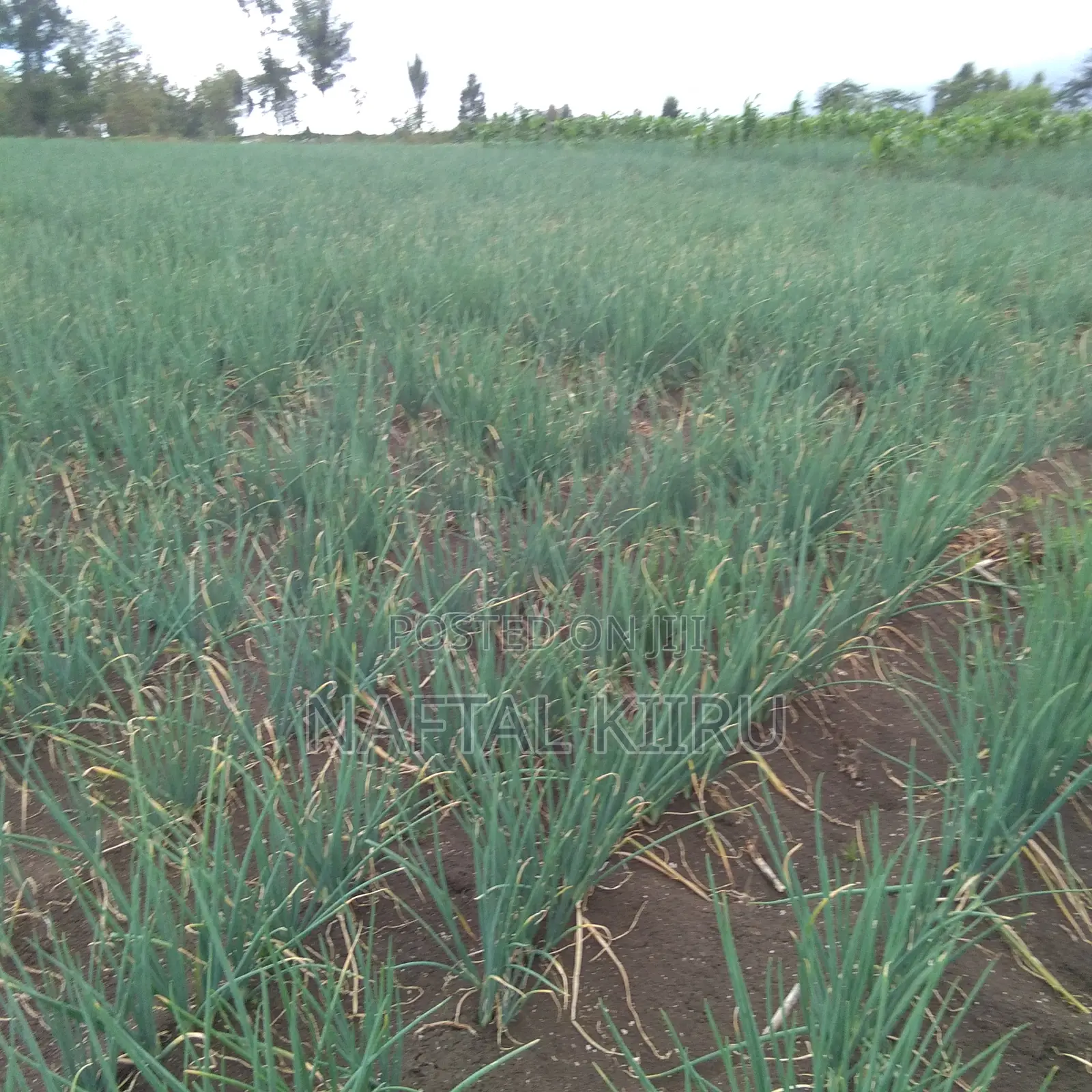 Spring Onions