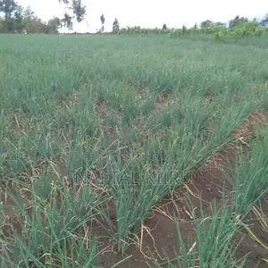 Spring Onions