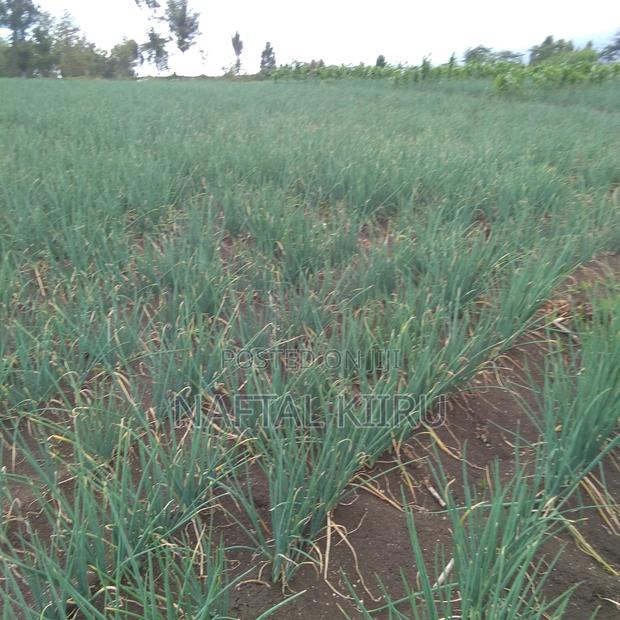 Spring Onions - main view