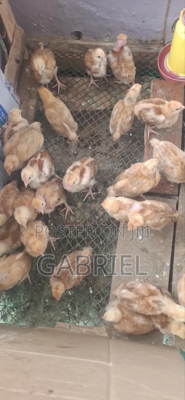 Best Kenbro Chicks Available