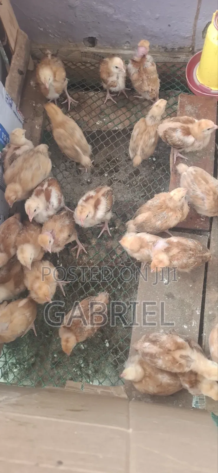 Best Kenbro Chicks Available