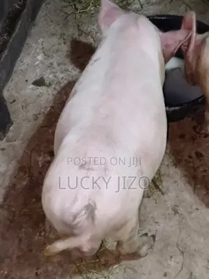Strong Healthy 5 Months Pig