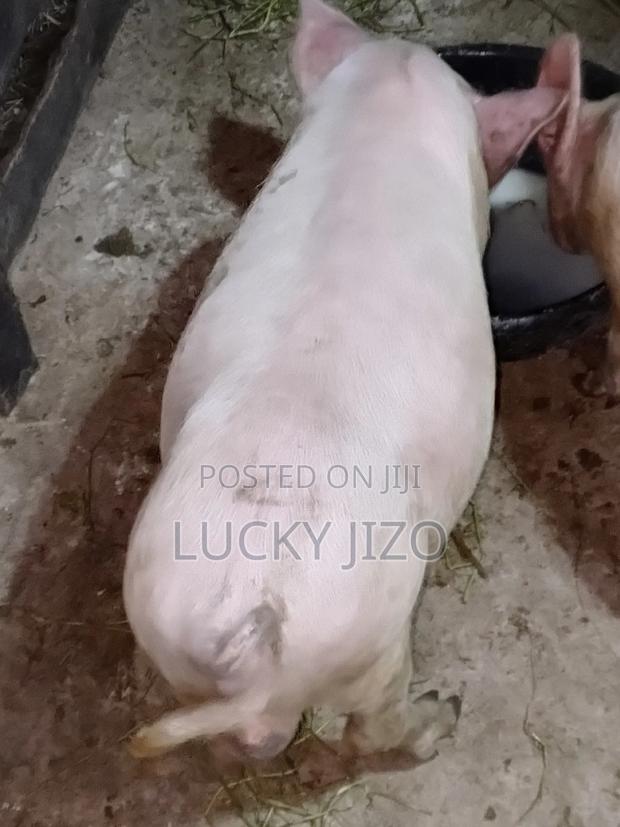 Strong Healthy 5 Months Pig