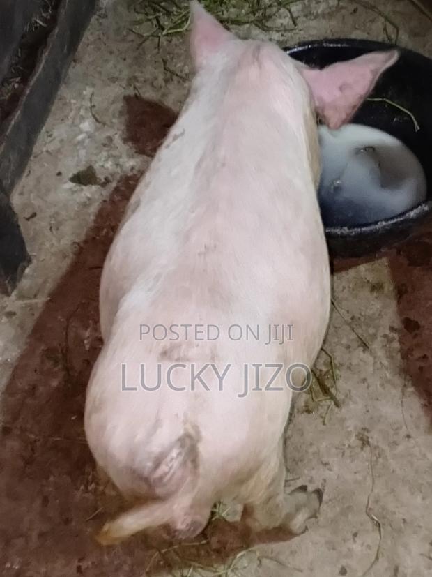 Strong Healthy 5 Months Pig - thumbnail 2