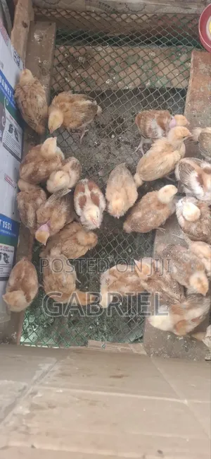 Best Kenbro Chicks Available