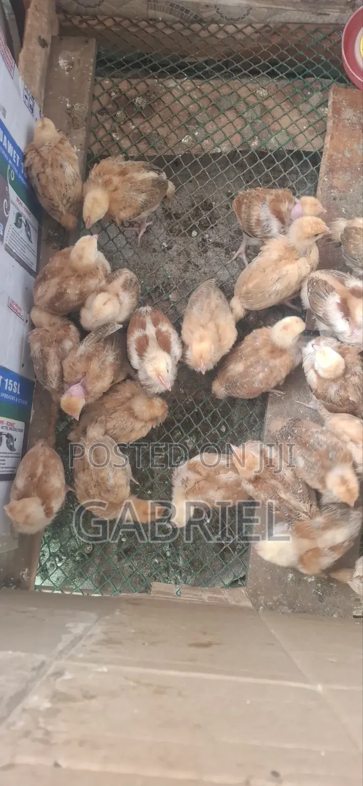 Best Kenbro Chicks Available