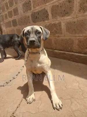 6-12 months Female Purebred Boerboel