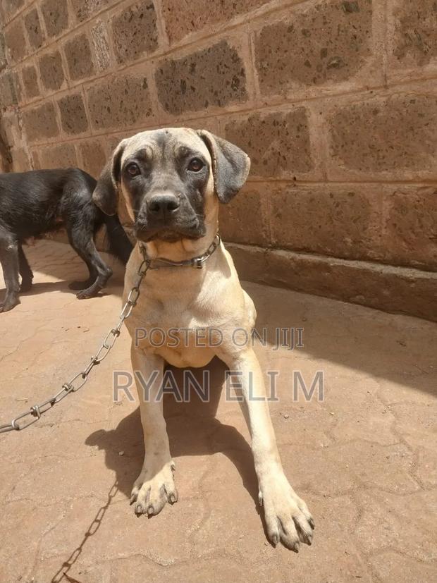 6-12 months Female Purebred Boerboel