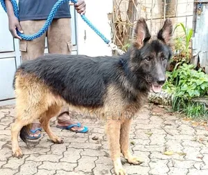 1+ year Male Purebred German Shepherd