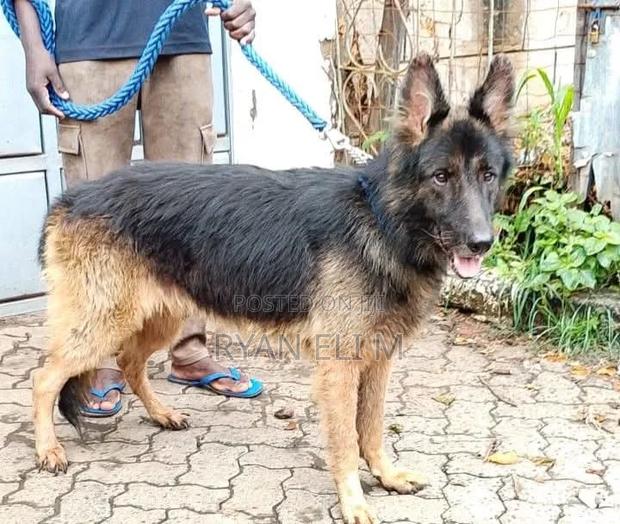 1+ year Male Purebred German Shepherd