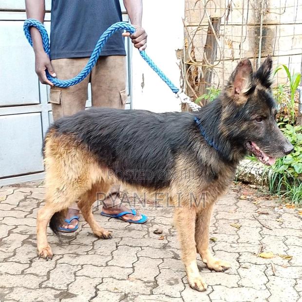 1+ year Male Purebred German Shepherd - thumbnail 2
