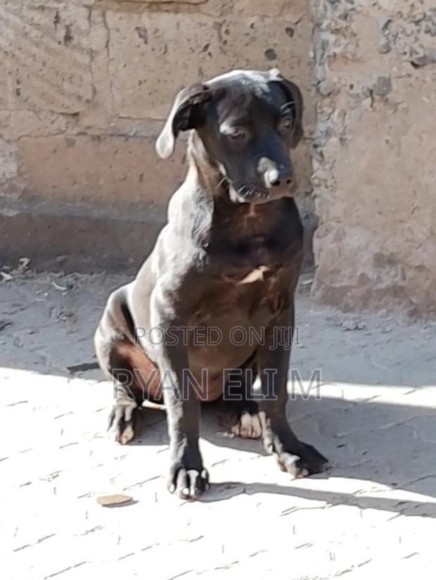 6-12 months Female Purebred Boerboel
