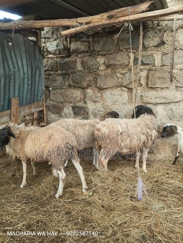 Very Healthy Doppers Rams