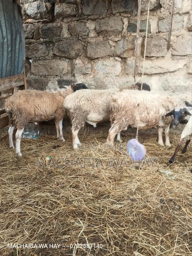 Very Healthy Doppers Rams - thumbnail 2