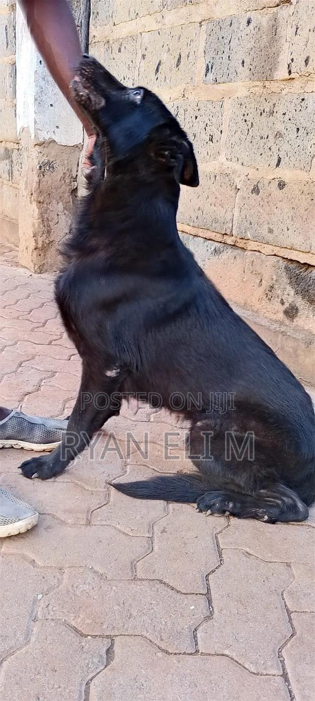 1+ year Female Purebred German Shepherd