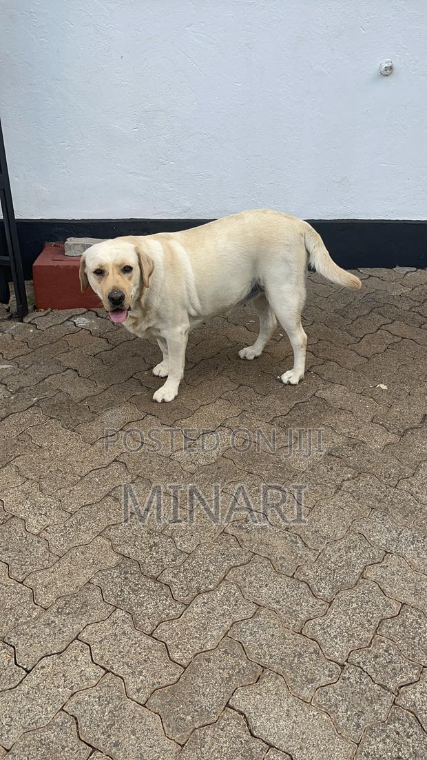 1+ year Female Purebred Labrador Retriever