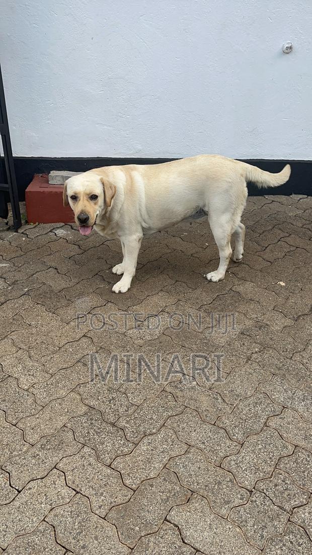 1+ year Female Purebred Labrador Retriever - thumbnail 2