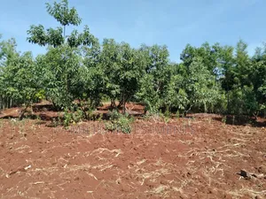 1.5 Acres on Sale at Sabasaba-Kamahuha
