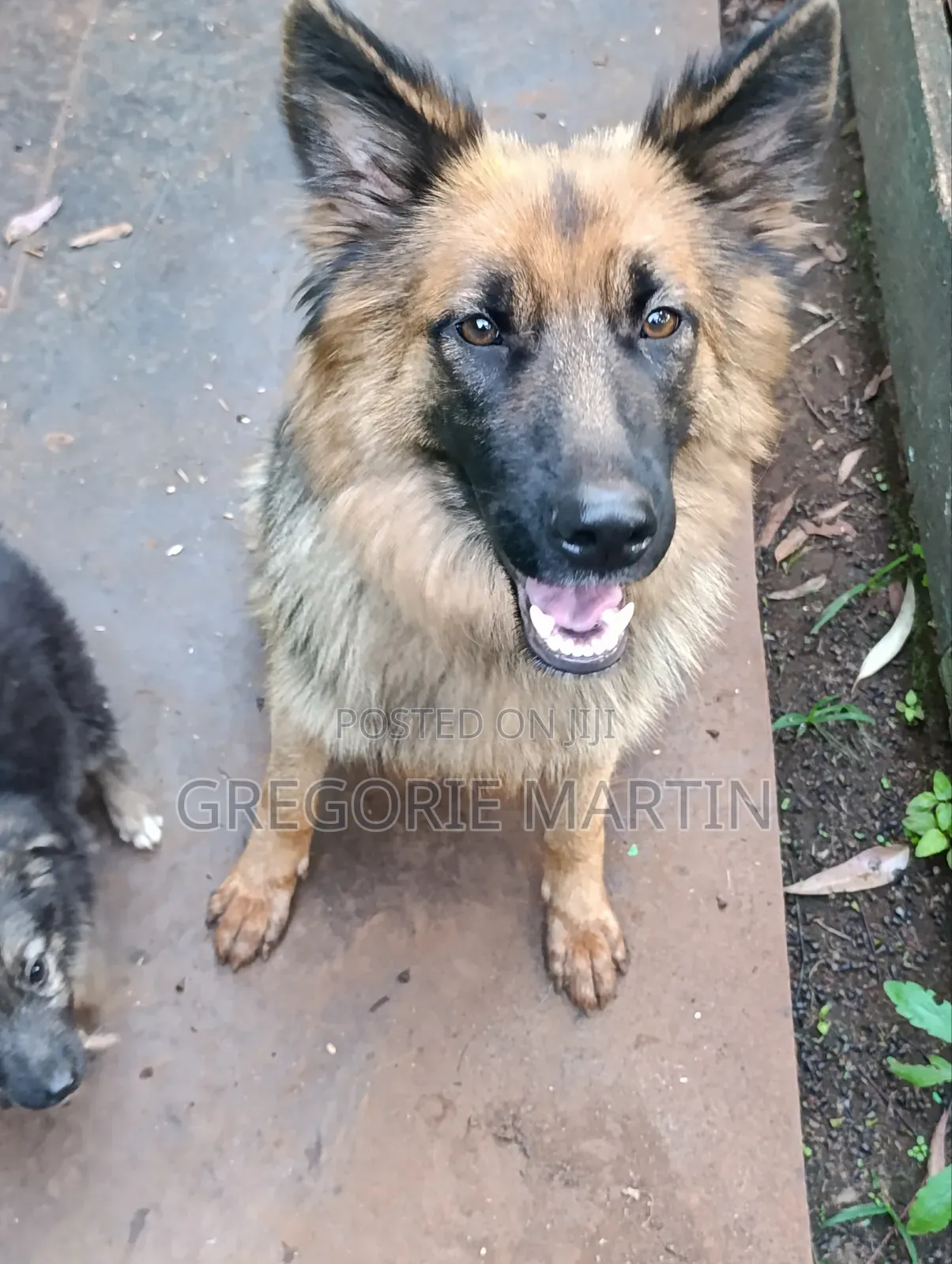 1-3 months Female Purebred German Shepherd