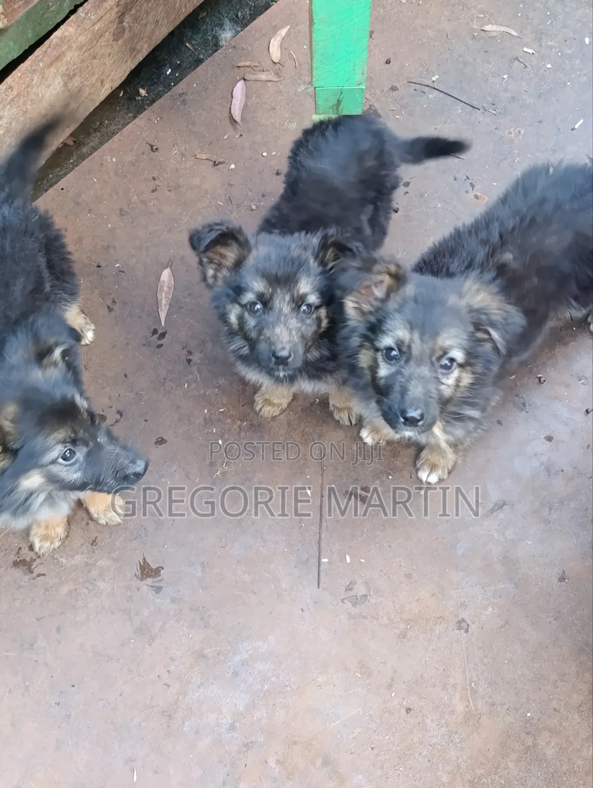 1-3 months Female Purebred German Shepherd