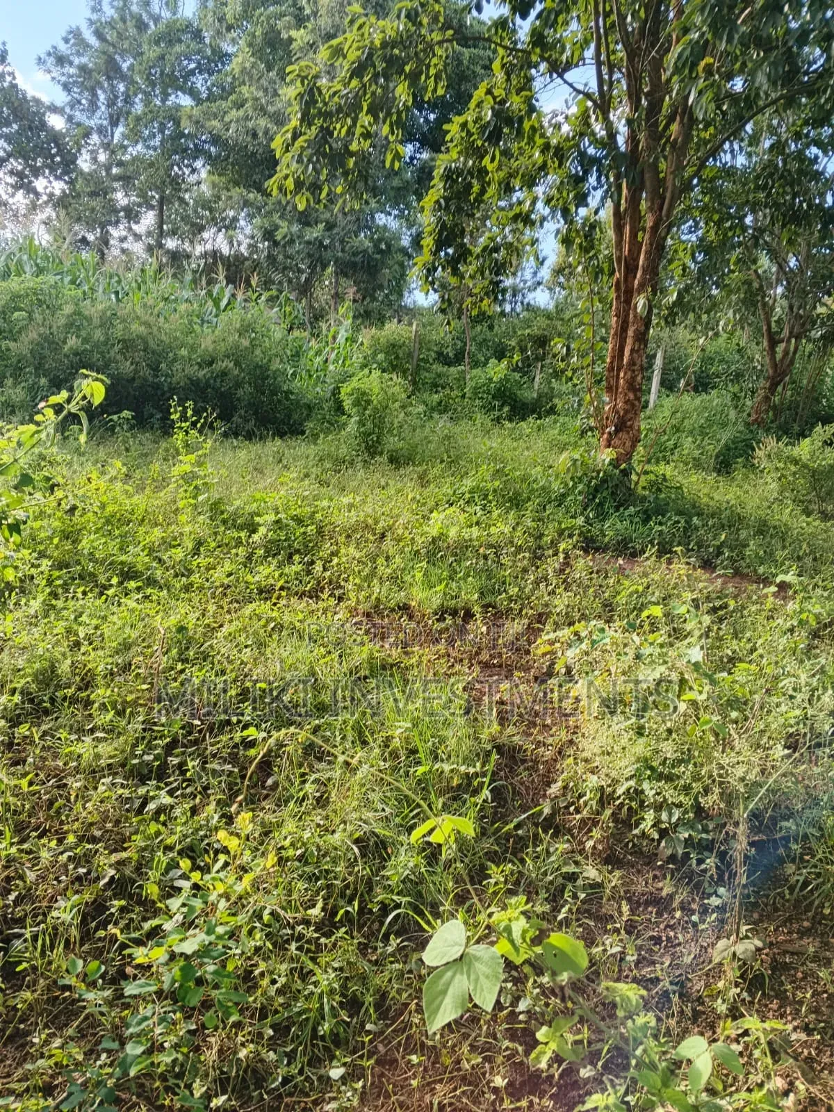 2 Acres on Sale at Makuyu -Mithiini